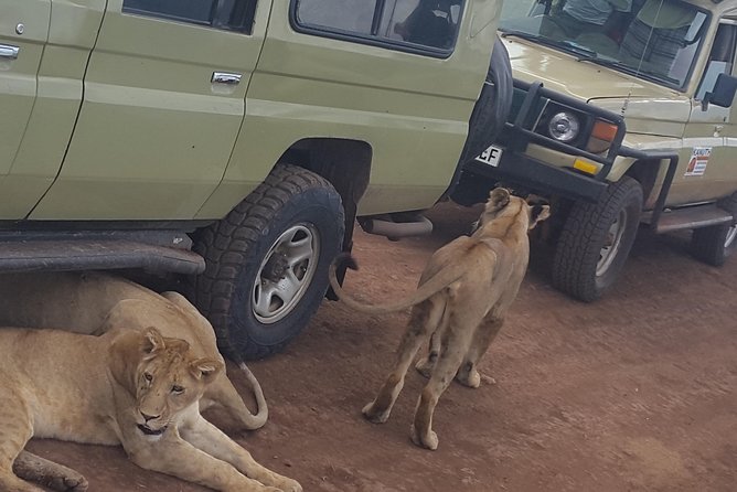 Tarangire -Serengeti & Ngorongoro Crater Budget Camping Safari - Meal Plan