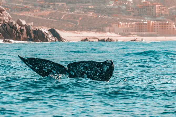 The Finest Private Yacht Experience in Cabo - Accessibility and Participation