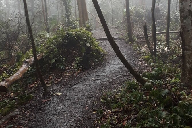 The Kittitian Rainforest Adventure (with Snacks) - Health and Accessibility
