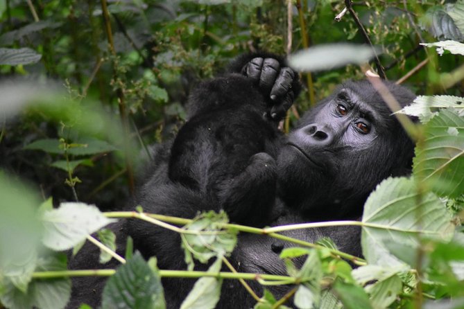 Three Days Gorilla Safaris In Uganda - Highlights