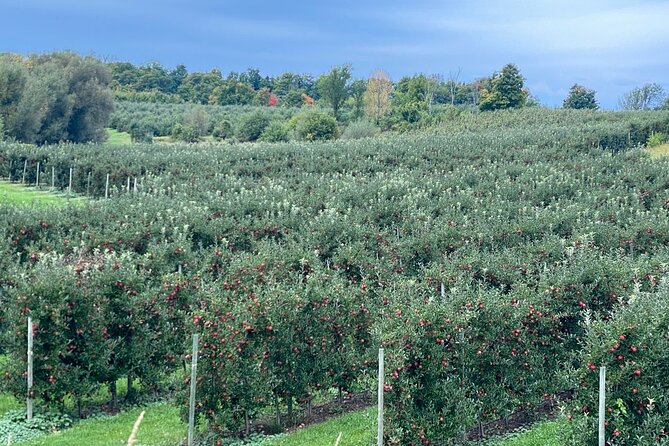 Toronto to Niagara Wine Tour - Winery Experiences