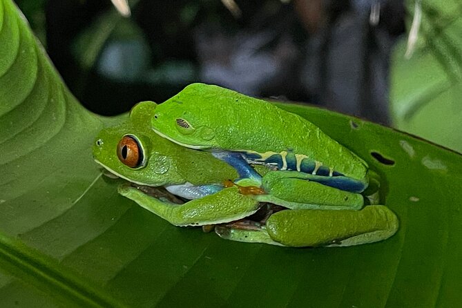 Tortuguero Canal Tour by Canoe - Accessibility and Participation