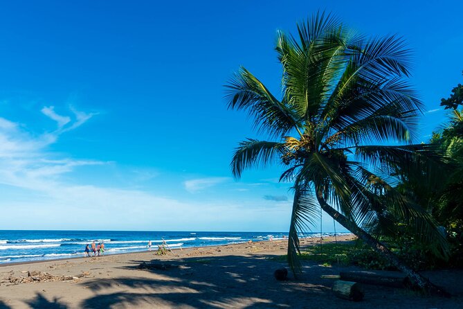 Tortuguero: Canoe Tour + Night Jungle or Spawn Turtle - Booking and Cancellation