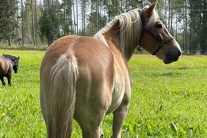 Tour to Aurora Horses Farm Review - Exploring Charming Finnhorses
