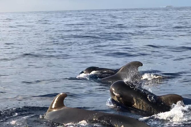 Tour With Whale and Dolphin Watching Plus Food Included - Tour Details and Ratings