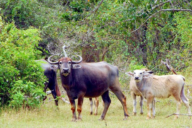 Travel to Ella From Galle With Udawalawe National Park Safari on the Way - Wildlife Sightings to Expect