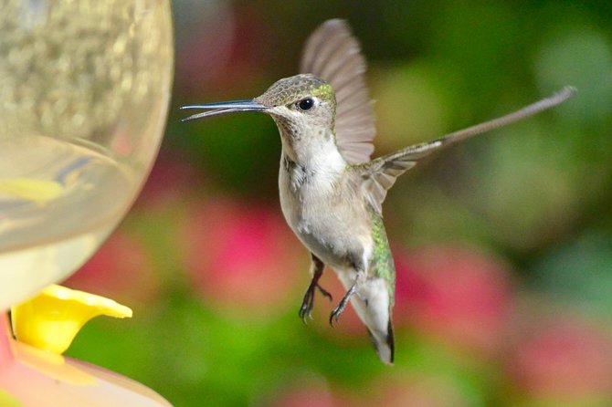 Trinidad Nature & Hummingbird Experience - Hummingbird Species