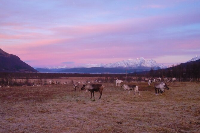 Tromsø Saami Culture and Reindeer-Feeding Experience  - Tromso - Participant Feedback and Insights