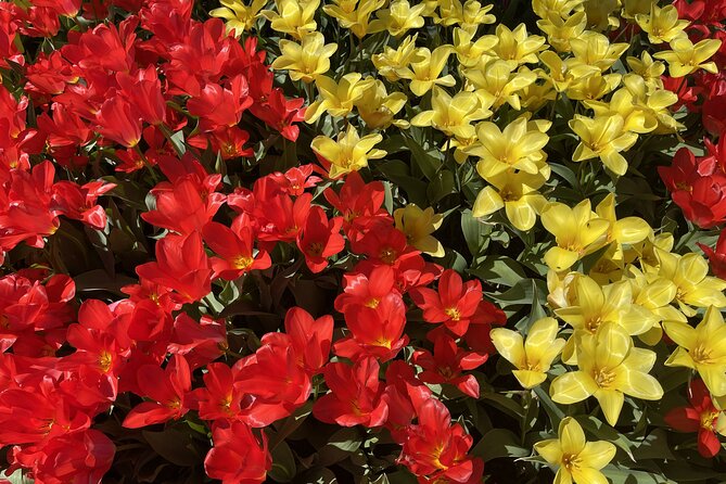 Tulip Festival in Skagit Valley Tour From Seattle - Positive Experiences