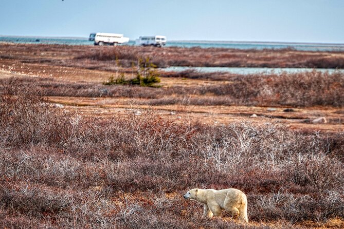 Tundra Buggy Autumn Day Tours - Additional Information