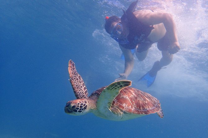 Turtle Beach Power Snorkeling Adventure Pickup Excluded - Health and Safety Information