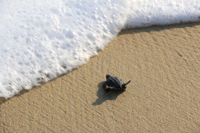 Turtle Release Escobilla Sanctuary and Crocs in Ventanilla. - Planning Your Visit