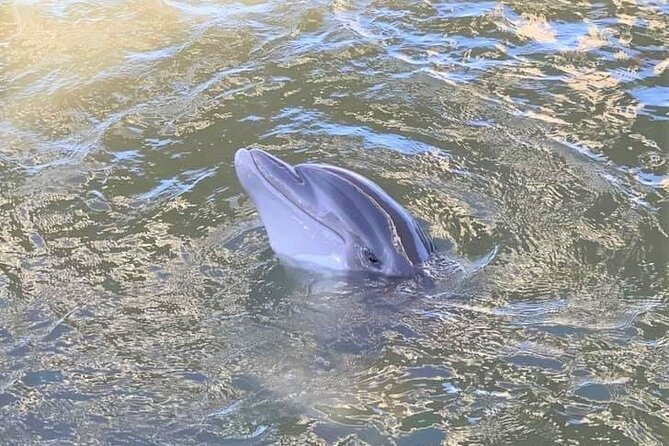 Two Hour Large Group Dolphin Tour - Reviews and Feedback