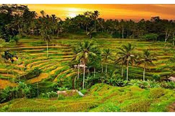 Ubud Natural Scenery With Swing - Booking and Pickup Information