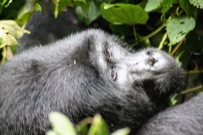 Uganda Wildlife Holiday - 8 Days - Pickup and Transportation