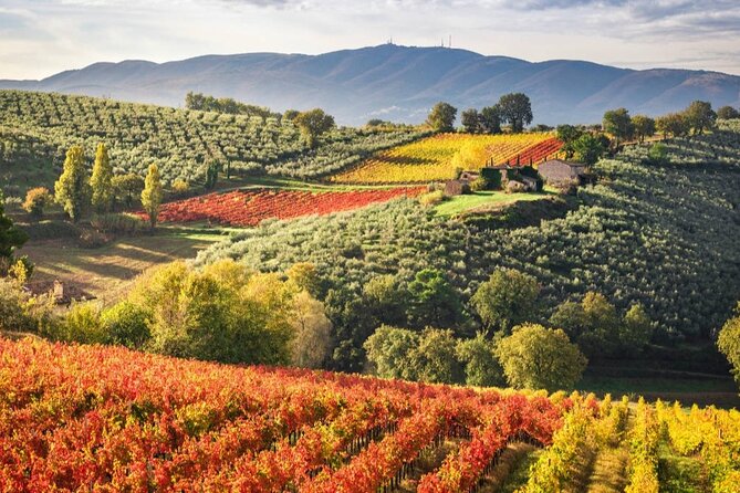 Umbria Wine Tasting and SPA Relax Review - Review Highlights