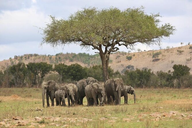 Unforgettable Tanzania Safari And Zanzibar Beach - Customer Reviews and Ratings