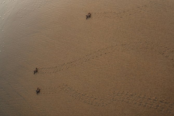 Unique Turtle Sanctuary & Sunset Experience - What to Expect