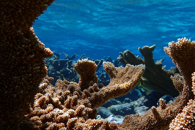 UTV Island Activity & Snorkle With Seascooter in Aruba - Included Snorkeling Equipment and Amenities