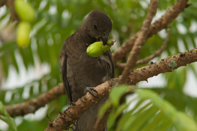 Vallee De Mai Tour (From Praslin) - Customer Feedback