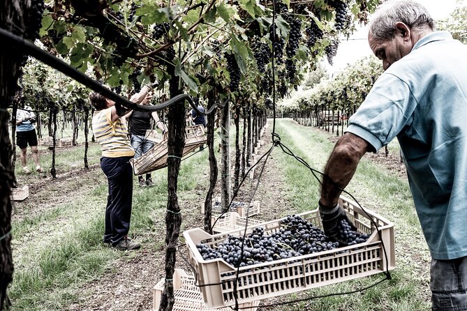 Valpolicella Wine Tasting Experience & Light Lunch - Booking Information