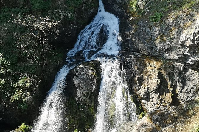 Vancouver Island Rainforest Guided Hike With Private Guide - Reviews and Feedback