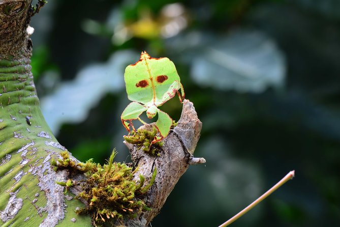 Victoria Butterfly Gardens Ticket - Cancellation Policy