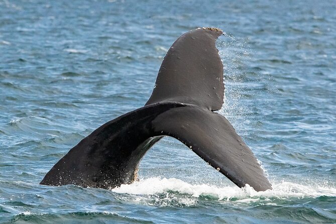 Victoria Whale Watching Tour on a Covered Vessel - Booking Your Whale Watching Tour