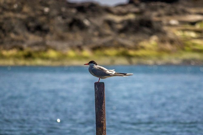 Vila Franca Islet Off-coast Nature Reserve Tour - Cancellation and Pricing