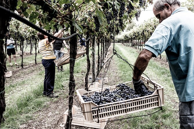 Vineyard Tour With Light Lunch in Valpolicella - The Sum Up