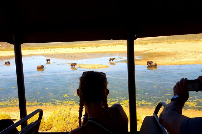 Visit African Big 5 Safari Aquila Game Reserve From Cape Town - Full Day - Important Tour Information