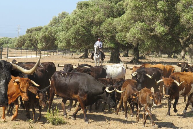 Visit Alvaro Domecq Horses and Brave Bulls in Freedom - Tour Details and Logistics