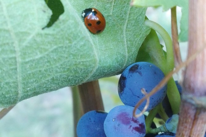 Visit Among Vineyards and Wine Cellar With Wine Tasting in Nizza Monferrato - Booking and Cancellation Policies