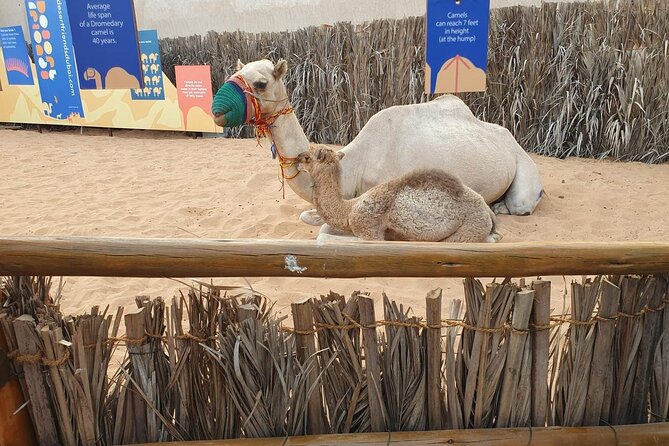 Visit Old Dubai History, Culture, Neighborhood Walking Tour - Tour Schedule and Pricing