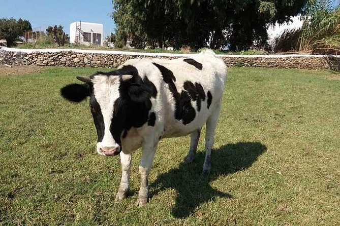 Visit the Mykonian Farm in Mykonos - Traveler Reviews
