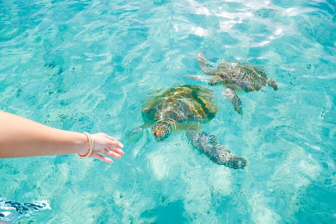 Visit the Ocean Swings! Full Day Harbour Island Private Boat Tour - Alcohol and Refreshments