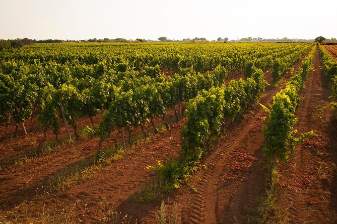Visit to a Winery in Salento With Wine Tasting and Light Lunch. From Lecce - Convenient Pick-up and Driving Time