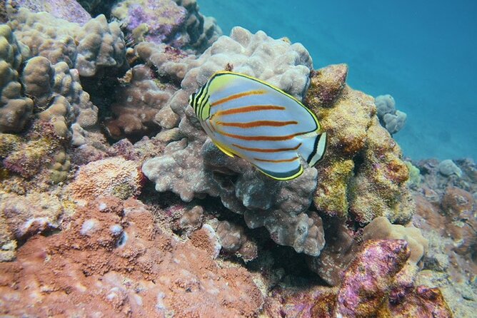 Waikiki Sunset Night Dive Adventure - Certified Divers ONLY - Cancellation Guidelines
