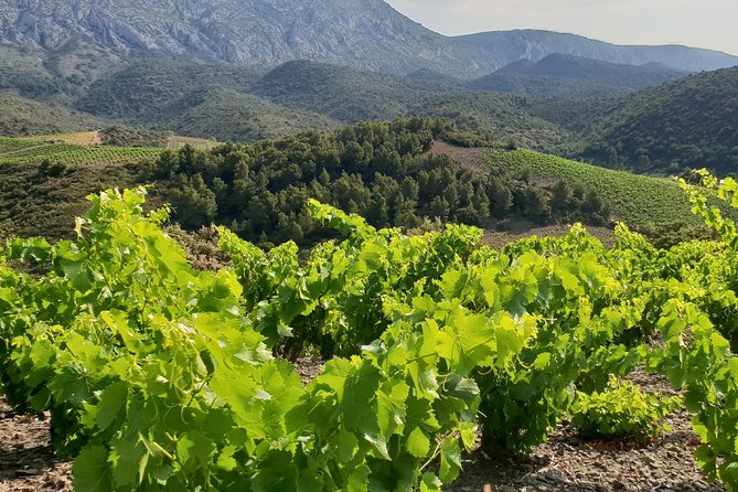 Walks in the Heart of the Secret Vineyards Around Collioure, Tastings - Participant Feedback and Highlights