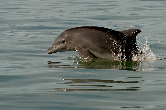 Watch and Swim With Dolphins in the Wild - Swimming With Dolphins