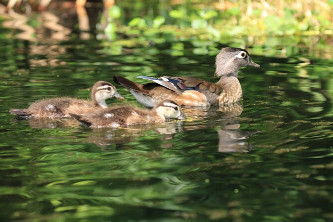 Wekiva Wildlife Kayaking Adventure Tour - Participant Reviews
