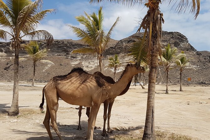 West Salalah Caribbean of the Orient Tour With City Gems - Expert Guide Information