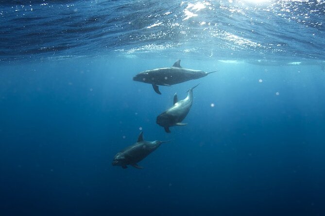 Whale & Dolphin Watching in Tenerife (Puerto Colon) On a Large Catamaran - Additional Information