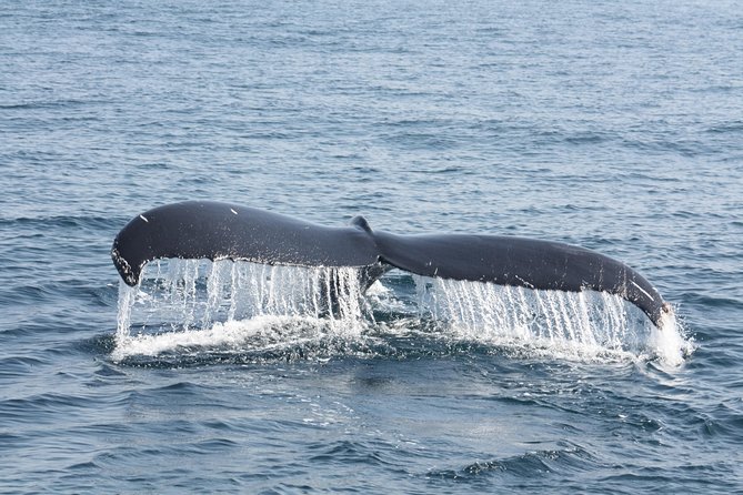 Whale Encounter Puerto Vallarta - Whale Watching Highlights