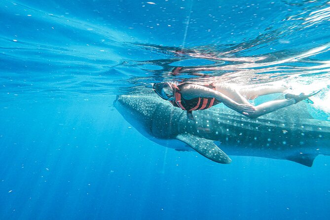 Whale Shark Adventure in Isla Mujeres and Cancun - Host Responses and Clarifications