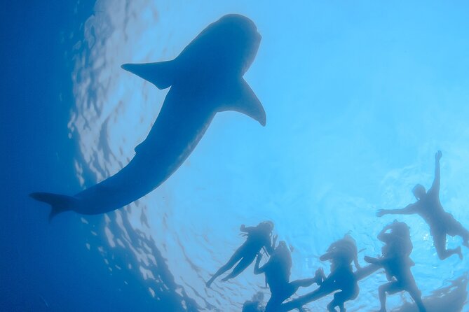 Whale Shark Snorkeling Experience From Cancun and Riviera Maya - Lunch at Beachfront Restaurant