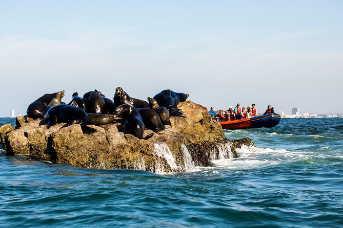 Whale Watching - Preparation and Considerations