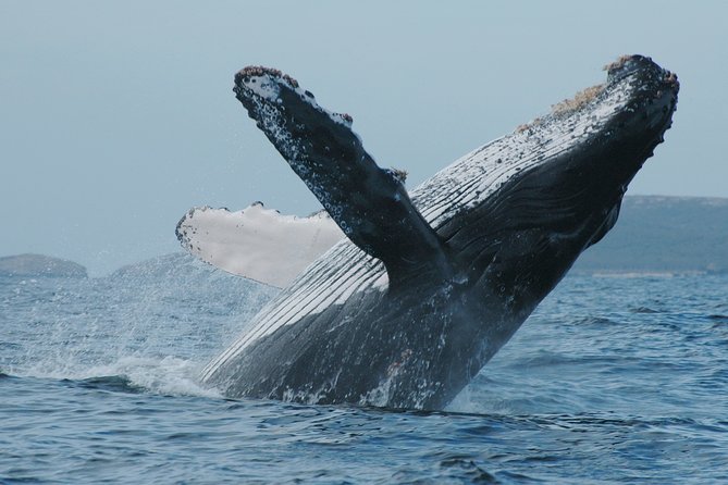 Whale Watching Afternoon Departure - Reviews Summary