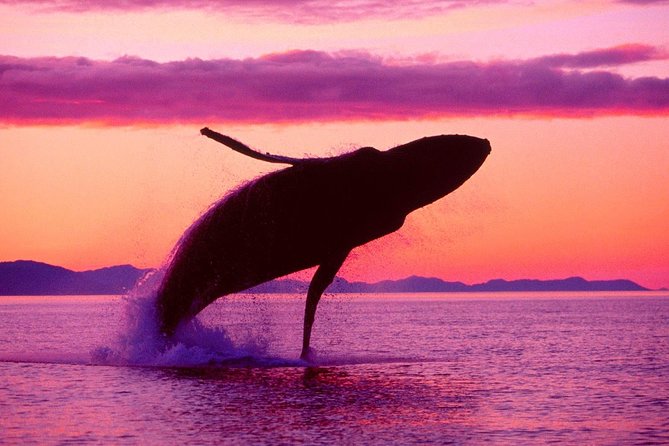 Whale Watching and Bacardi Island Day Trip From Punta Cana - Whale Watching Experience