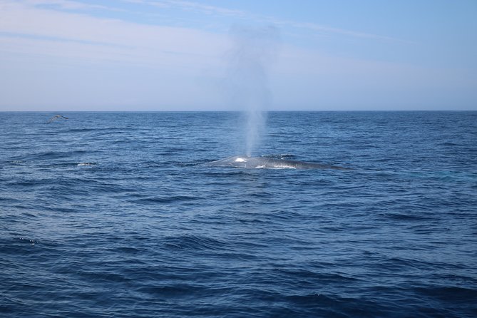 Whale Watching and Jeep Tour - Inclusions